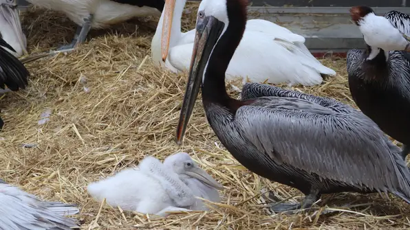 Familienglück bei zwei Pelikan-Papas