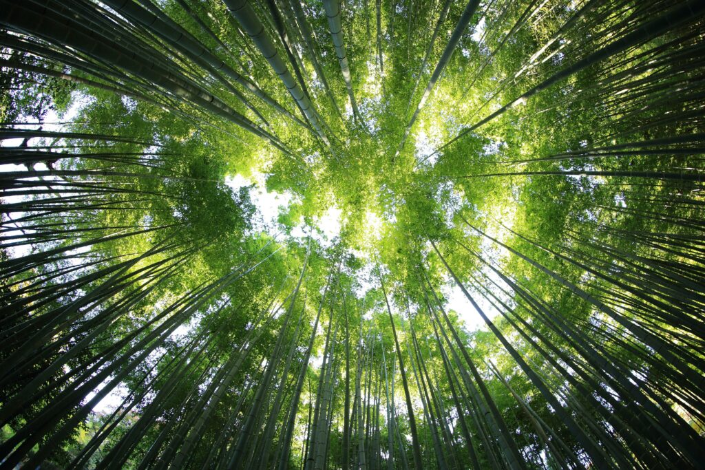 Waldbaden oder auch Shinrin-Yoku genannt, kommt aus China.